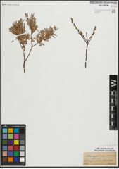 Foto von Salix repens subsp. rosmarinifolia (L.) Andersson